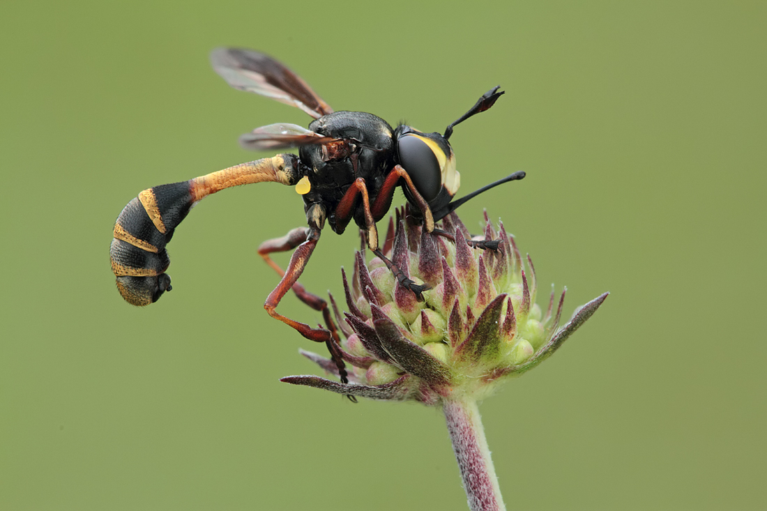 Physocephala rufipes 2